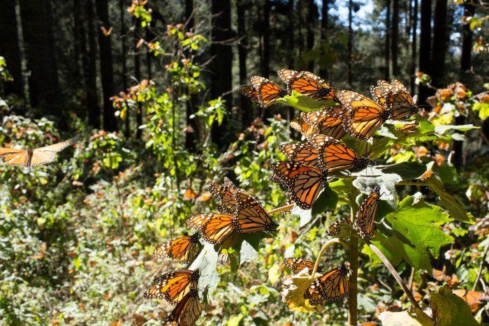 Mariposa monarca: nuevas reglas en los santuarios de Michoacán