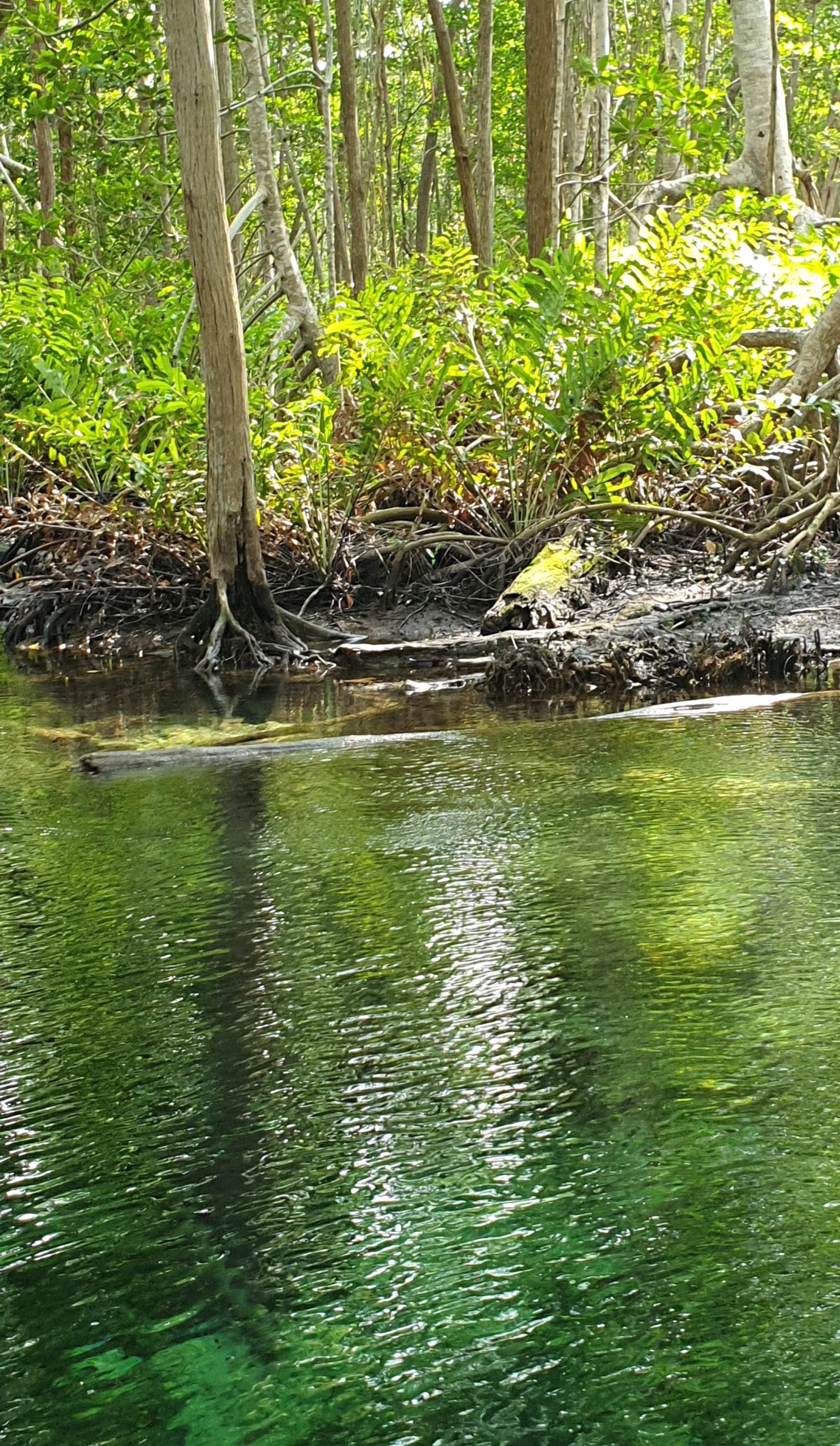 La ruta de los 8 cenotes de Yucatán que debes recorrer