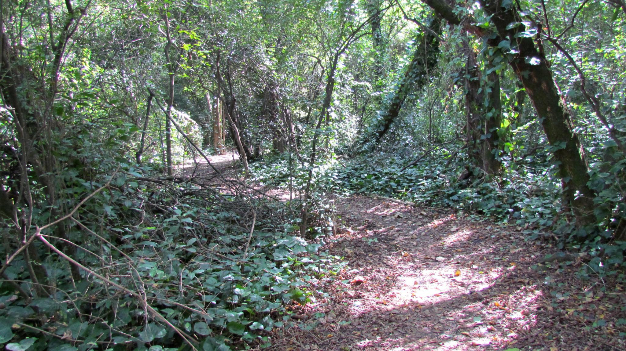 arboles autoctonos reserva natural