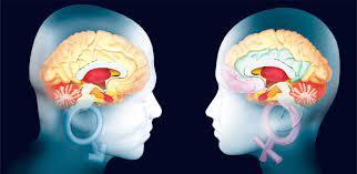 CIENCIA:  El cerebro en absoluta igualdad de género