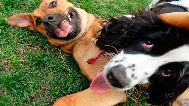 GOBERNAR EN UNA VIDA DE PERROS 