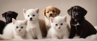 "Perros y ´gatos´"