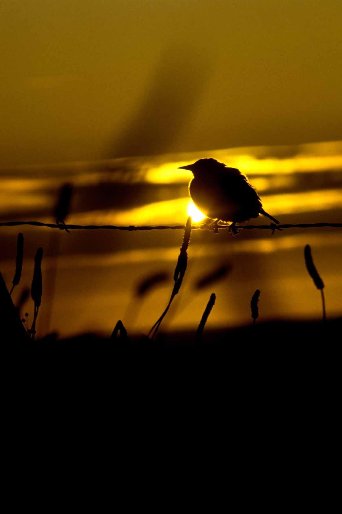 CUIDEMOS NUESTRA FLORA Y FAUNA - EVITEMOS LOS INCENDIOS.