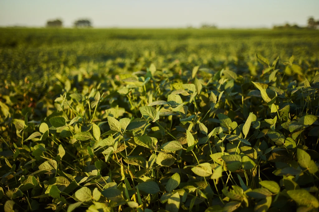 disparo-de-enfoque-selectivo-de-una-planta-verde-en-el-campo.webp