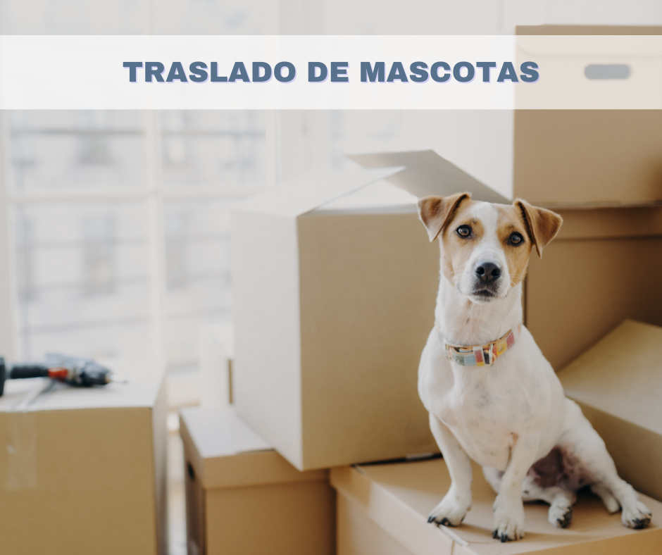 Mudanzas con perros y gatos