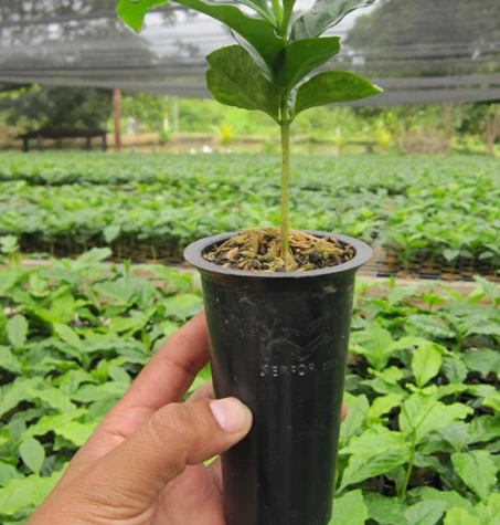 Plantin en Tubete R250