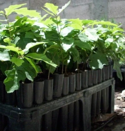 Producción de Plantines de Carozo