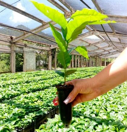 Citrus enTubete