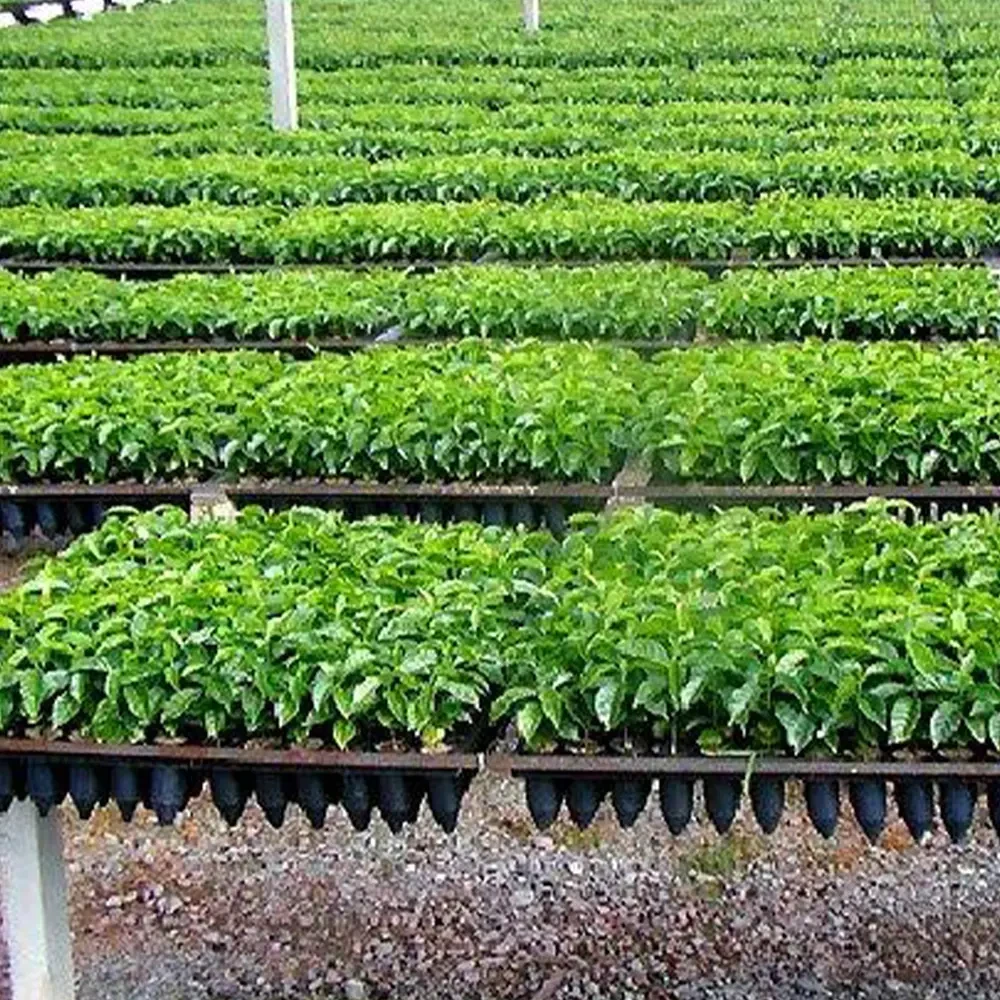 Plantines-Sistema tubetes Suspendidos