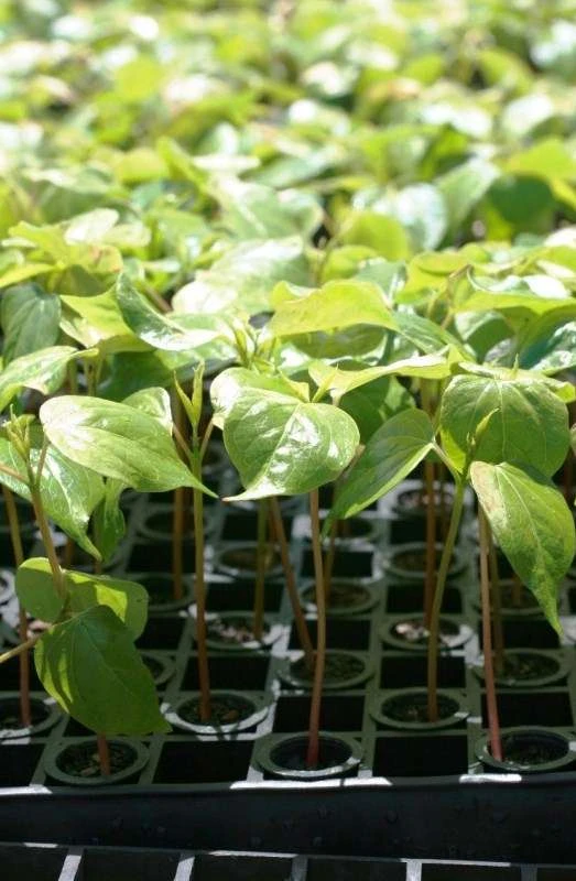 Plantines Eucaliptus Grandis 