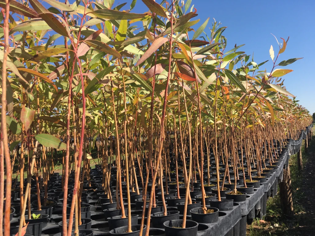 Plantines de Eucaliptusen enTubetes