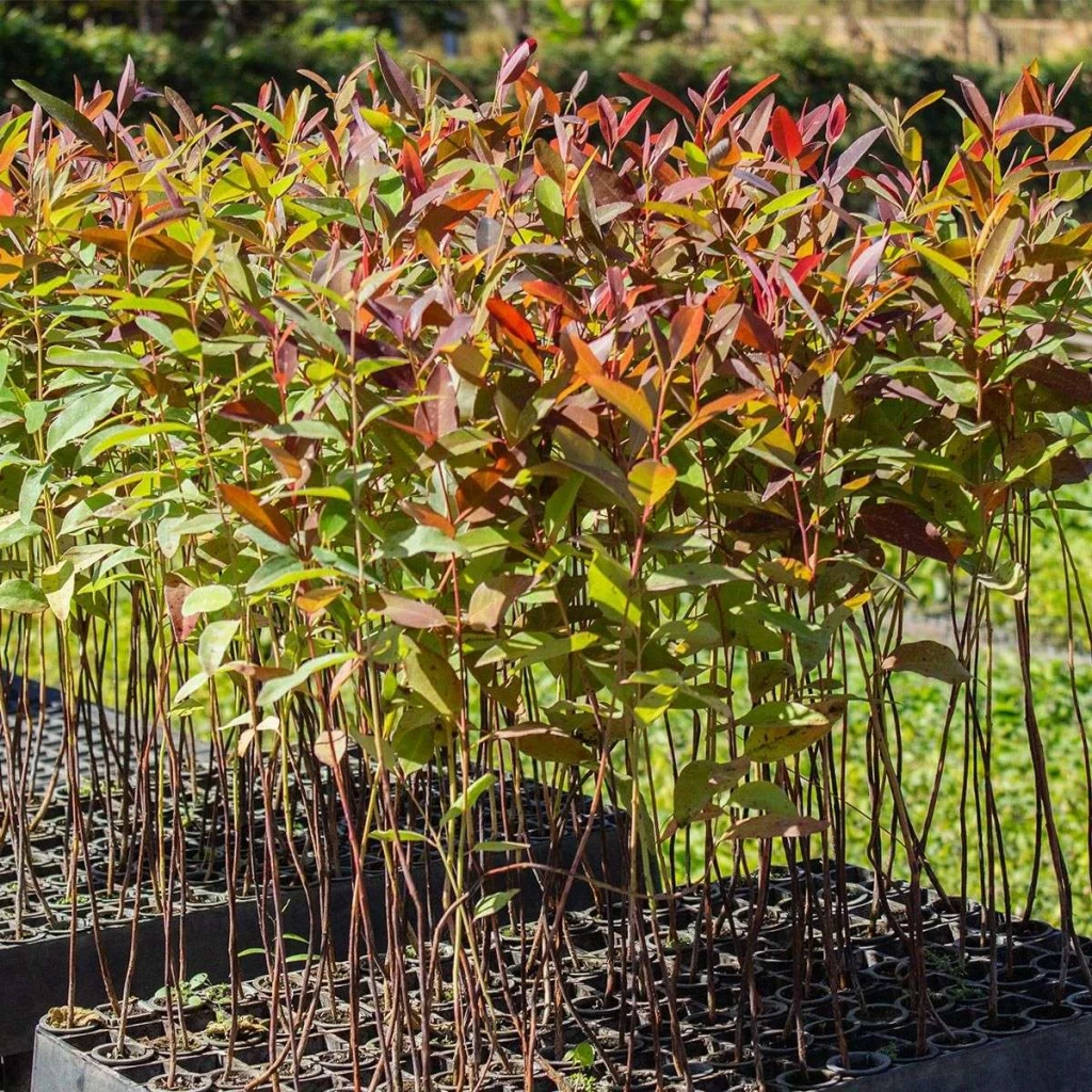 Plantines de Eucalyptus