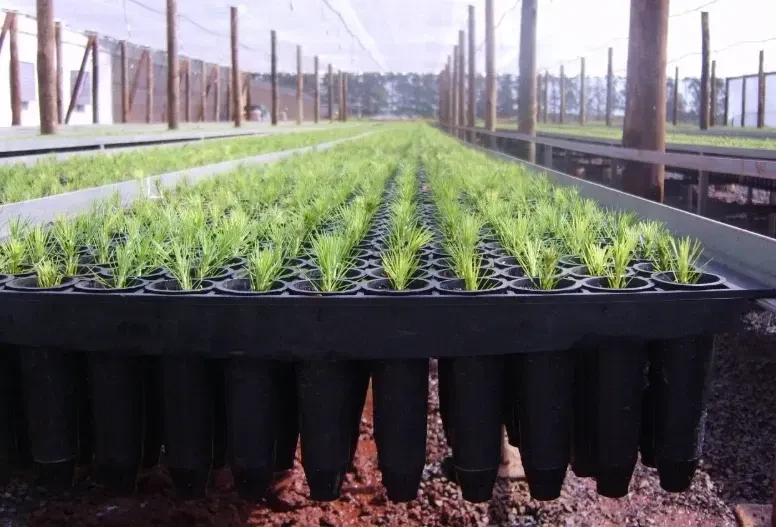 Contenedores y bandejas reutilizables para agricultura