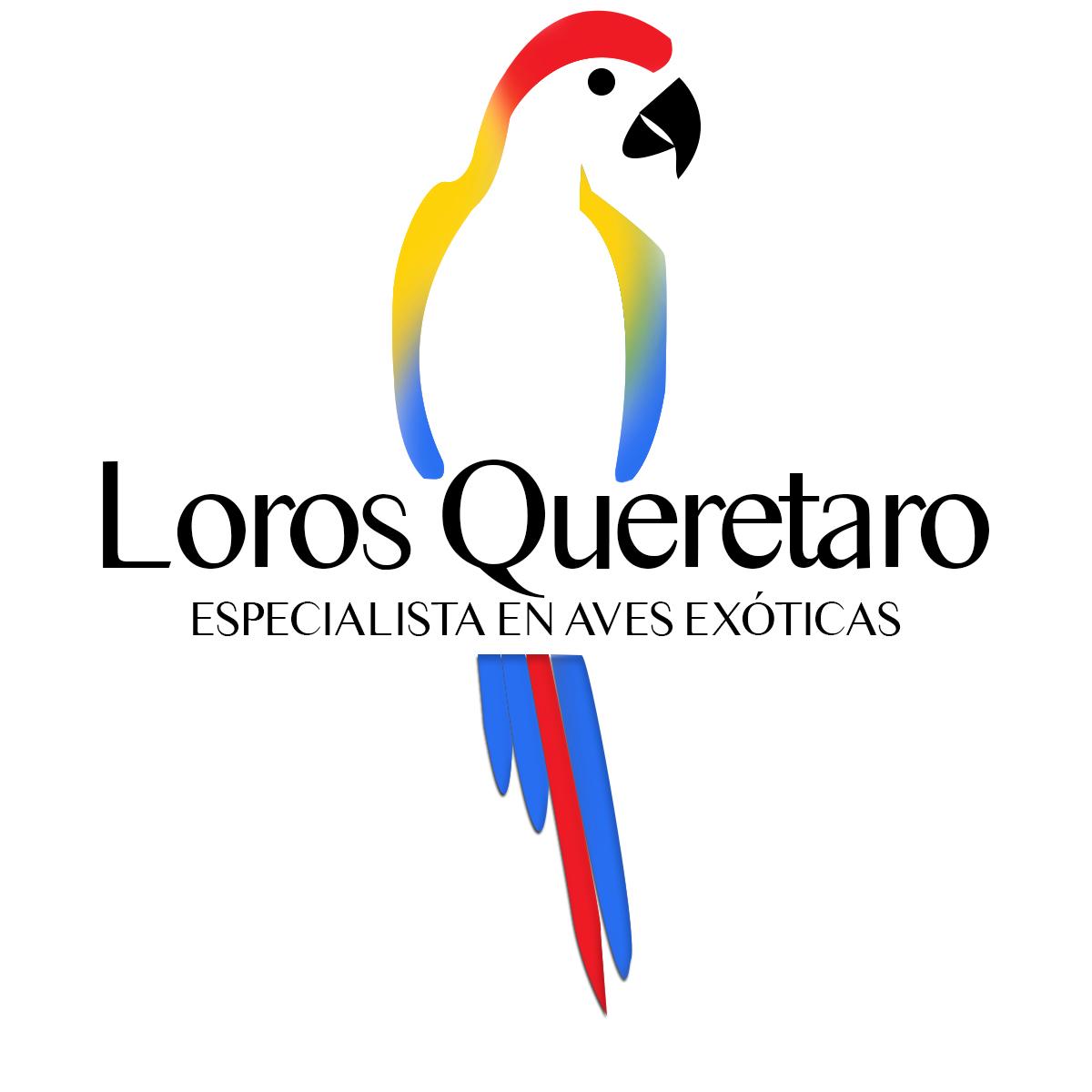 LOROS QUERÉTARO | VENTA DE AVES EXÓTICAS