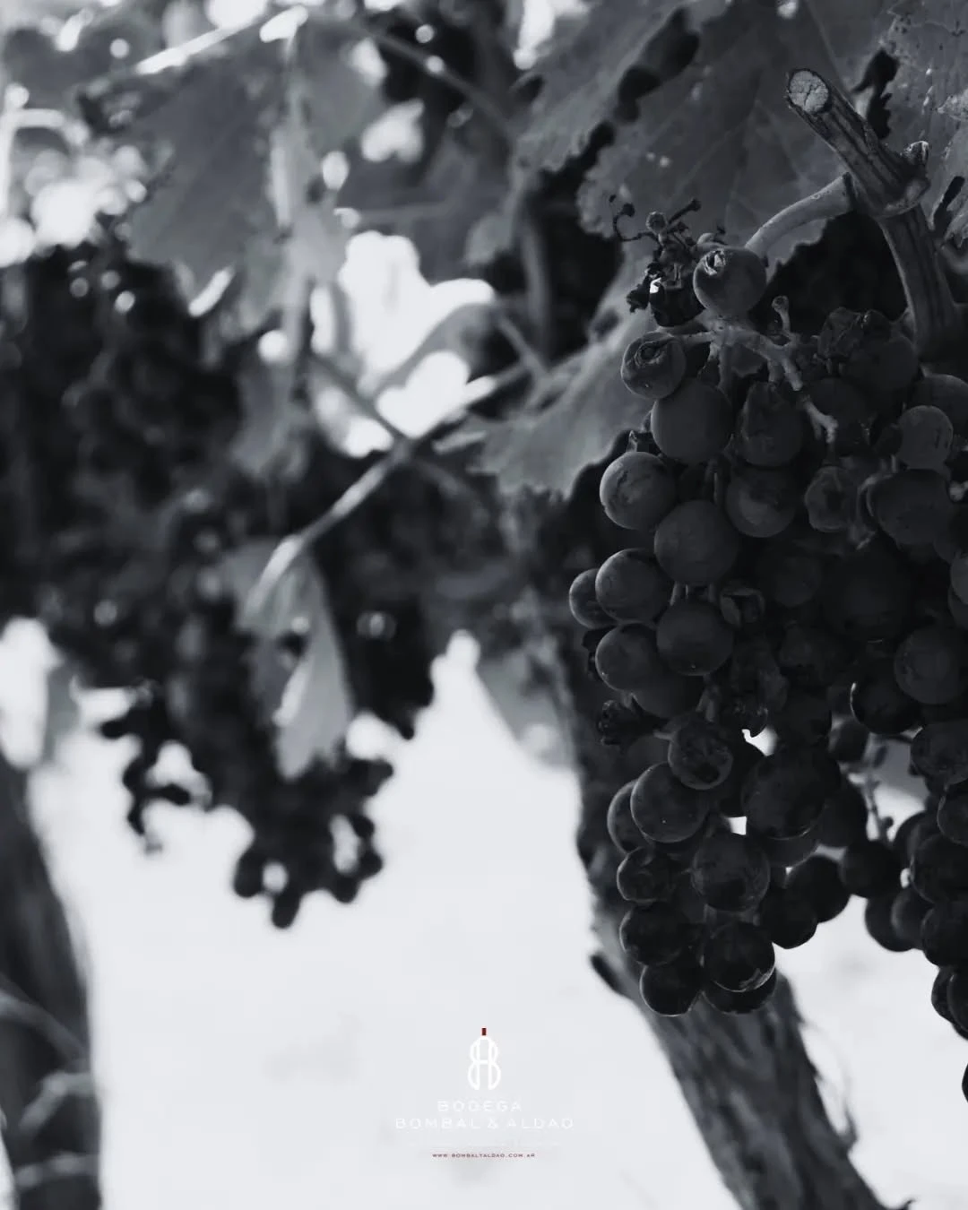 Viñedos centenarios de Bodega Bombal & Aldao
