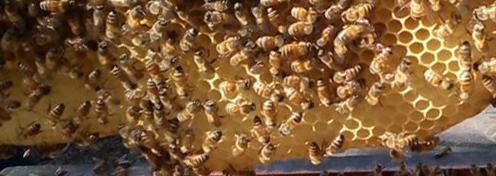 La Abeja, ¿es un insecto? 3/7