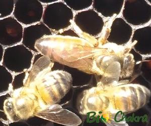 La Abeja, ¿es un insecto?