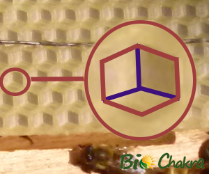 La Abeja, ¿es un insecto? 5/7