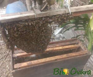 La Abeja, ¿es un insecto? 6/7