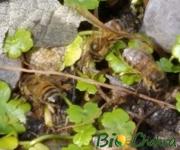 ¿Quién es el Ser Abeja?