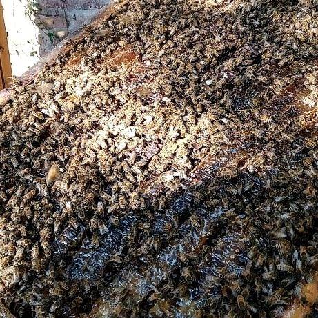 La Abeja, ¿es un insecto? 2/7