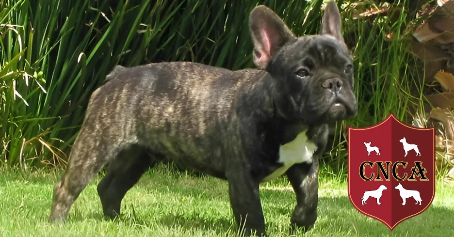 Bulldog Francés