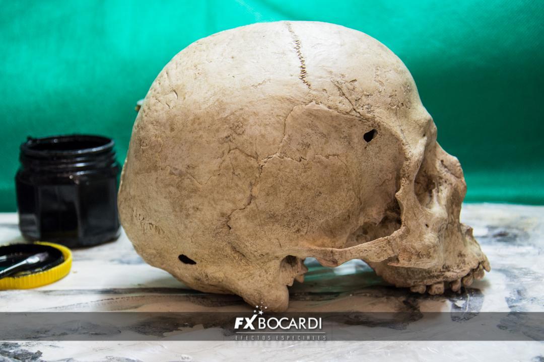 Réplica de cráneo humano, realizada en yeso y pintada con acrílicos.