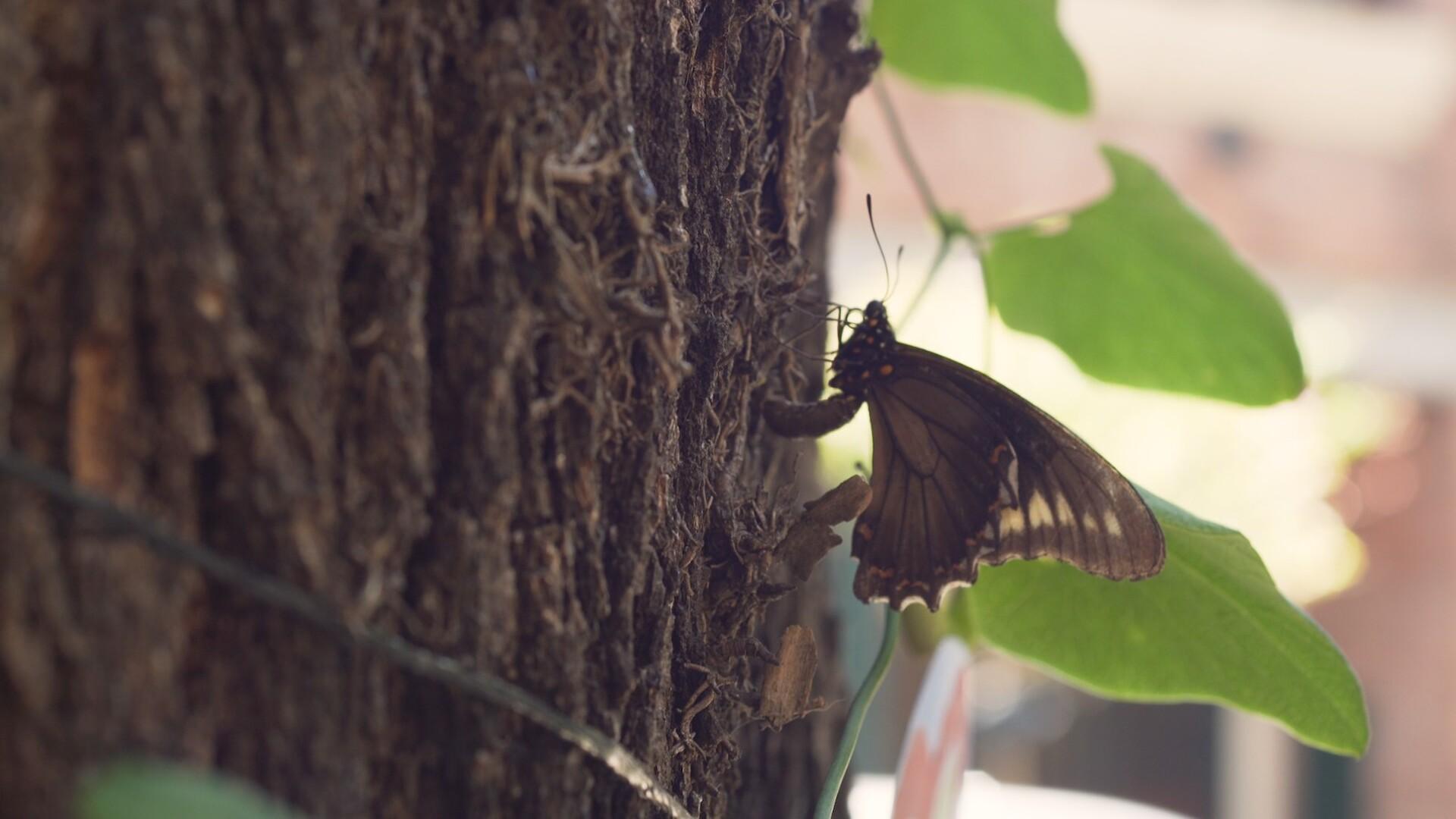 Metamorfosis urbana, el pasaje de las mariposas / Argentina 