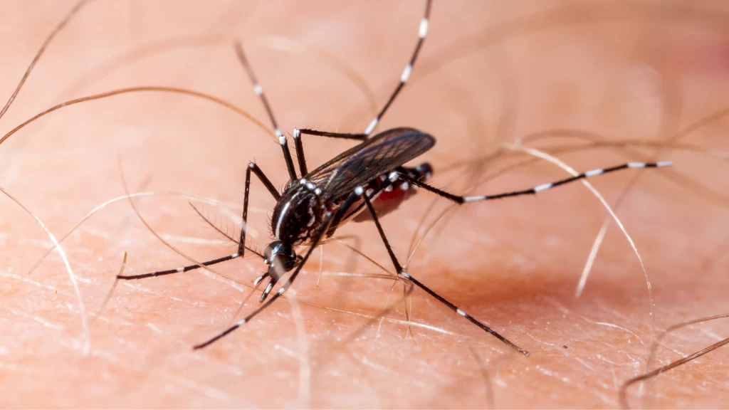 Dengue en Argentina 2023–2024: la mayor epidemia registrada y su impacto en la morbimortalidad.