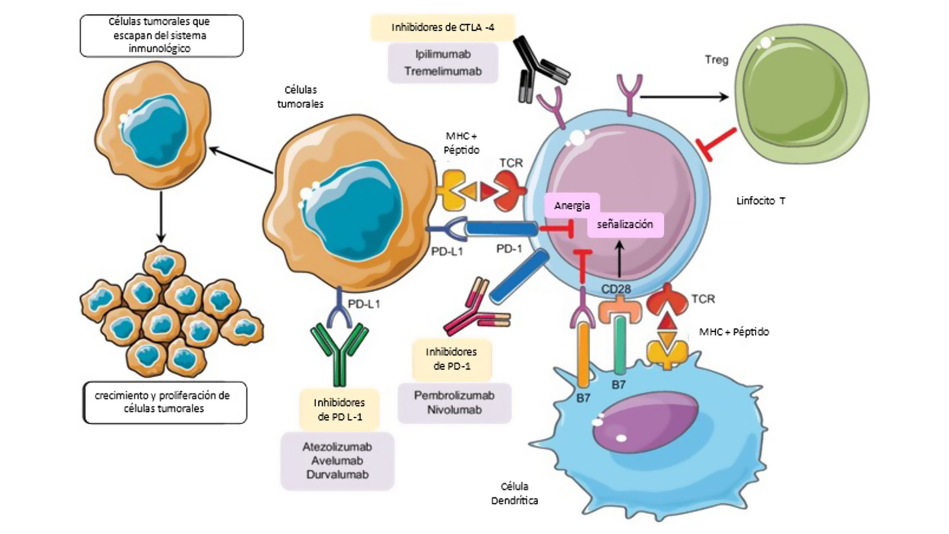 Riesgo de cáncer asociado a los inhibidores de la Janus quinasa y otras terapias avanzadas en enfermedades inflamatorias de origen inmunitario.