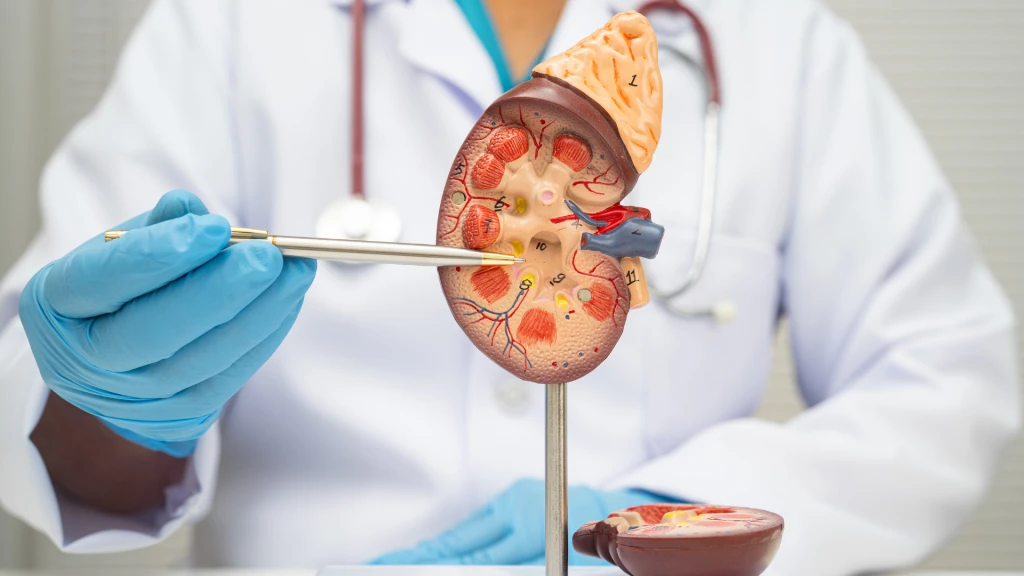 Comprensión de la estratificación del riesgo de la enfermedad renal crónica en atención primaria.