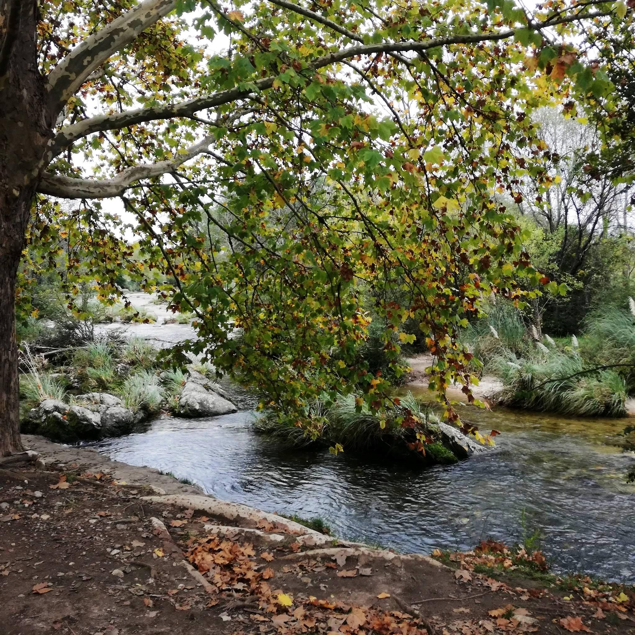 hermoso arbol que permite disfrutar de una fresca sombra con bajada al río