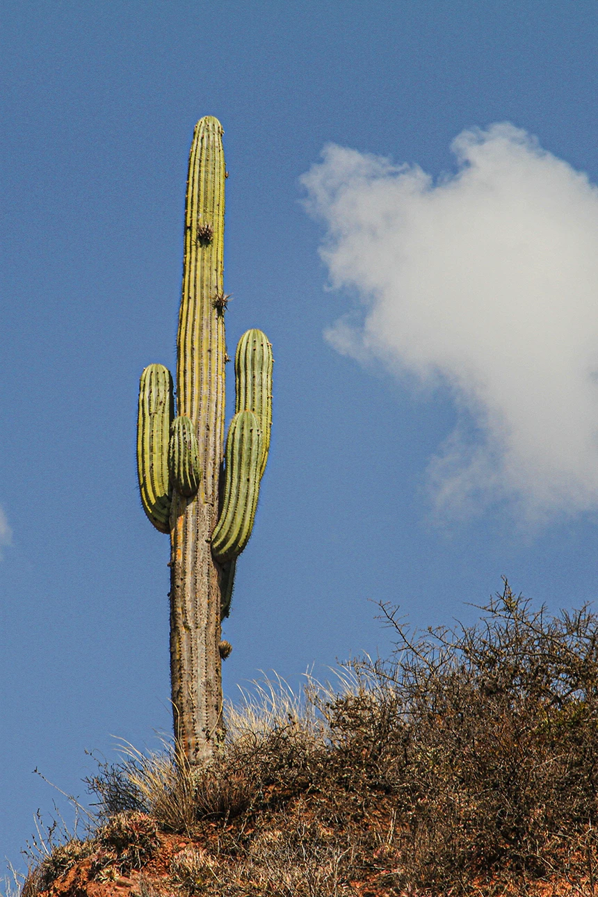 NC015