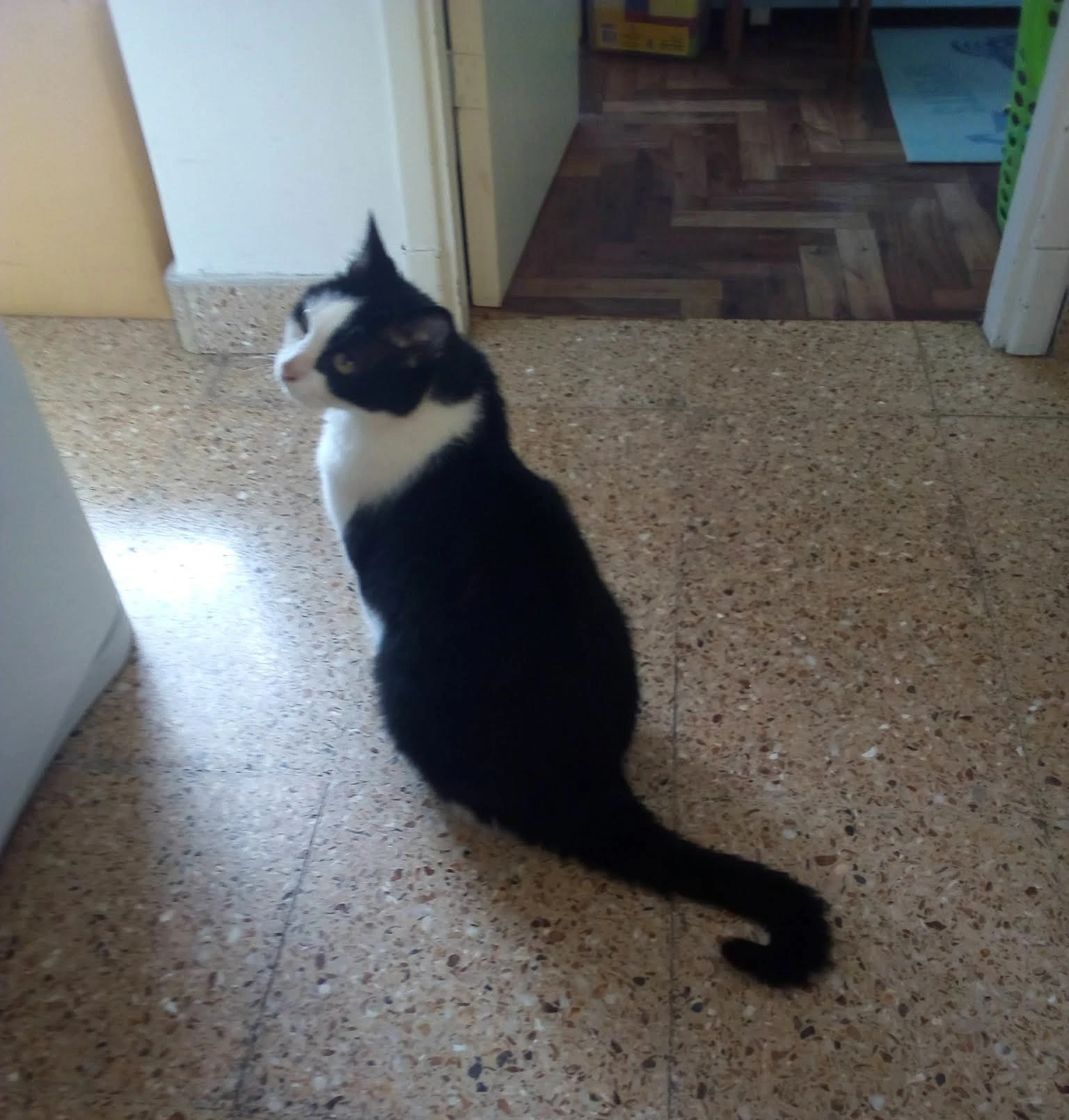 Chicho
