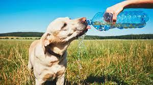 El calor, un factor poco conocido en el bienestar animal