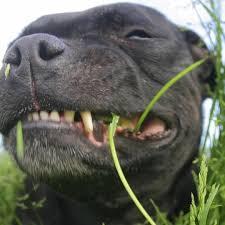 Porque mi perro come pasto?