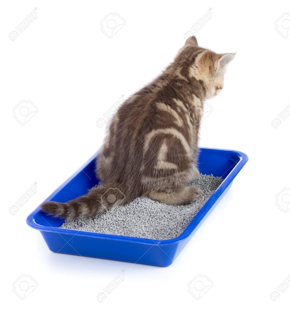Sindrome Urologico Felino (FUS)