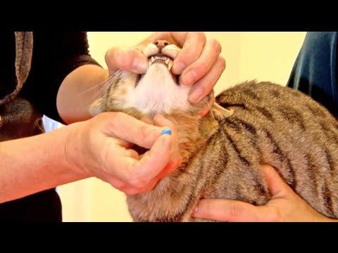 como darle una pastilla al gato.