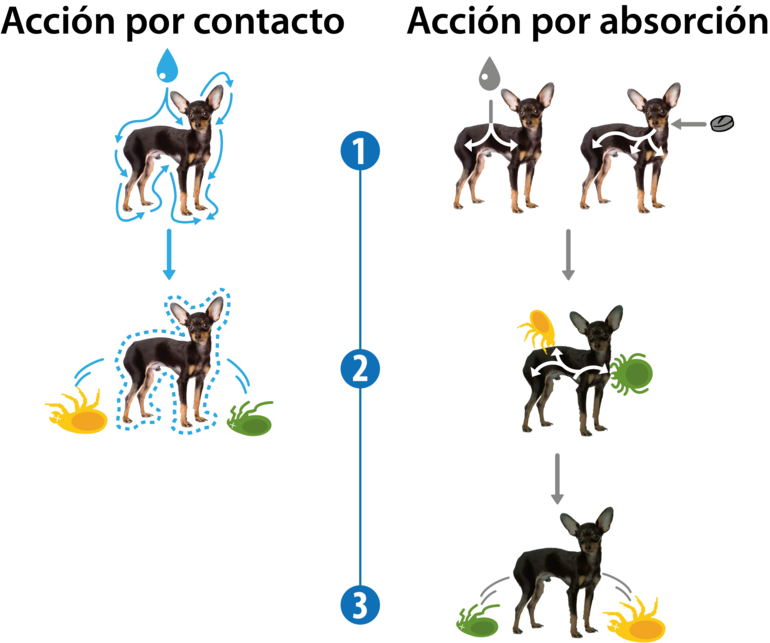 Pipetas o Comprimidos....cual elegir?