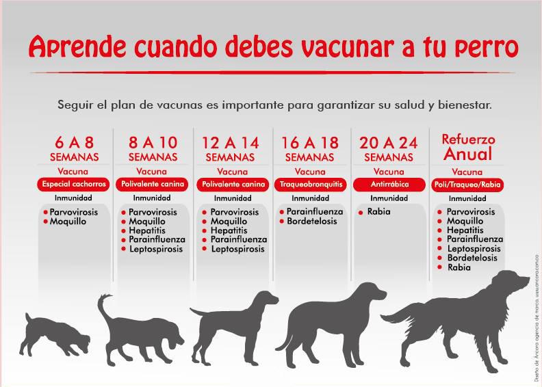 Calendario de Vacunas para Caninos