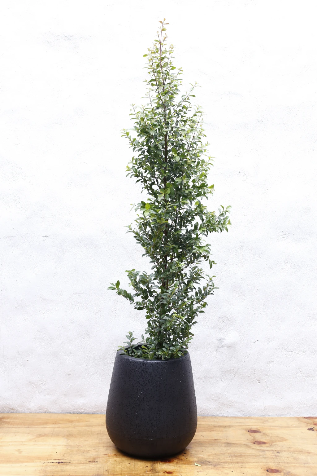 Vivero181.webp