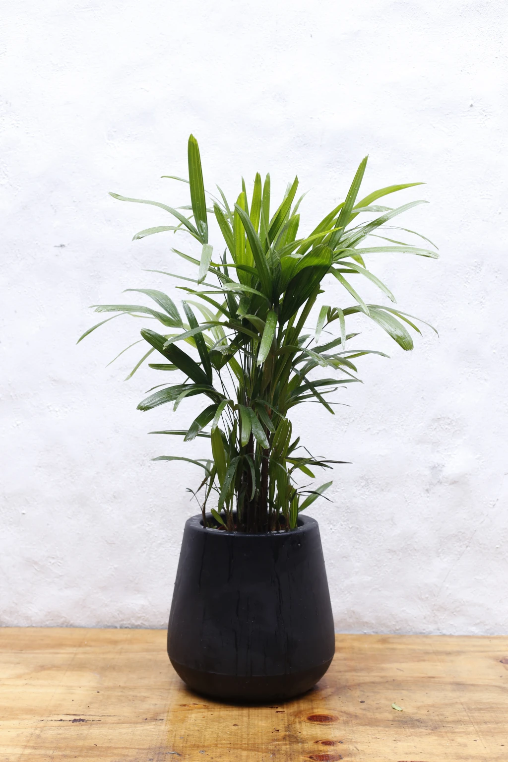 Vivero184.webp
