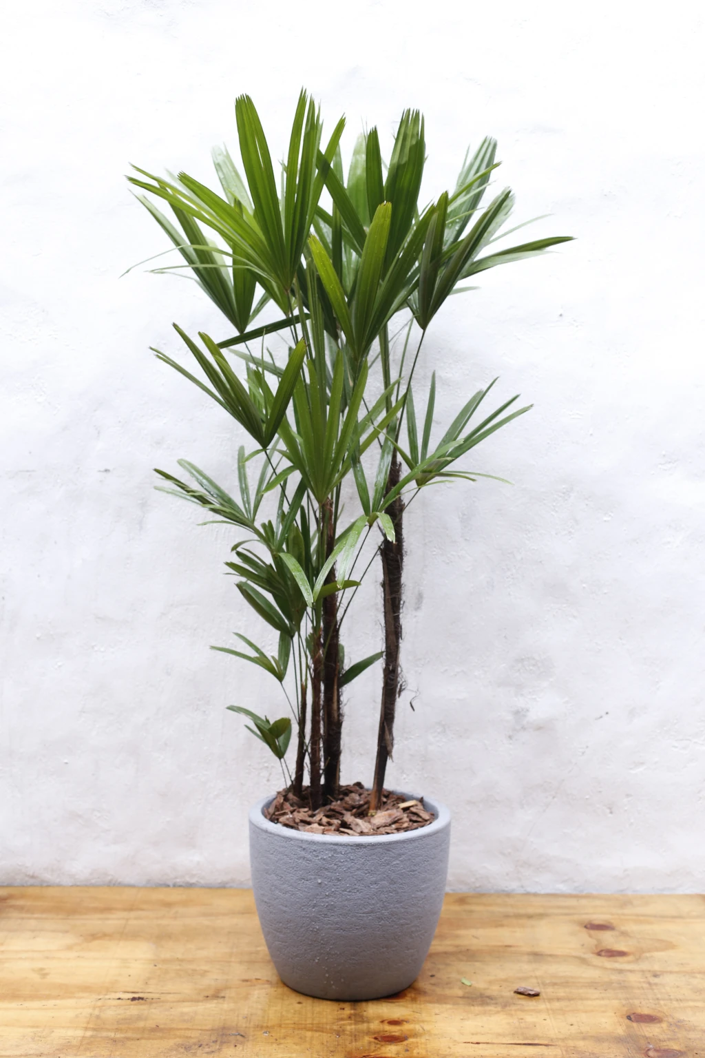 Vivero188.webp