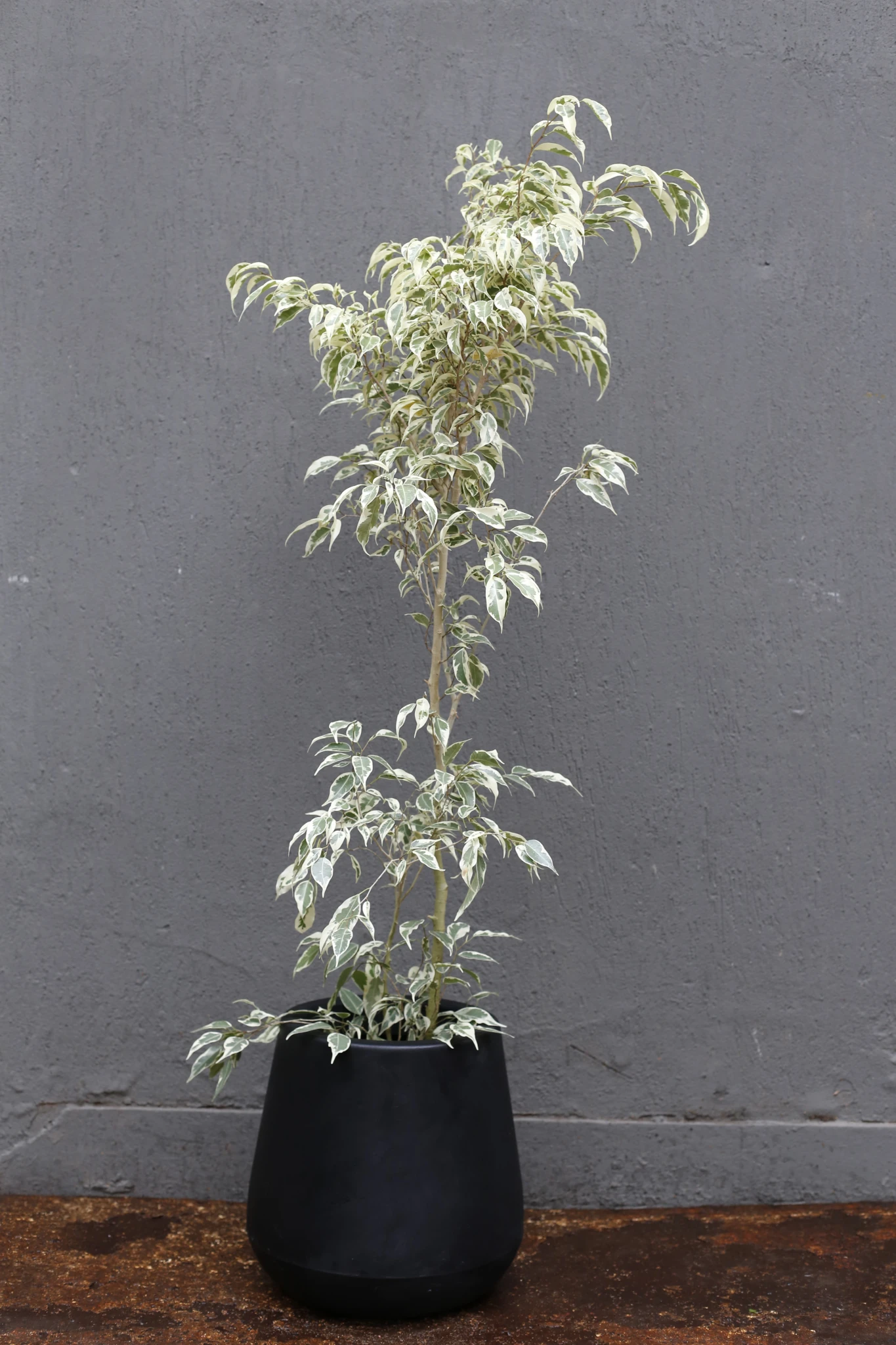 Vivero193.webp
