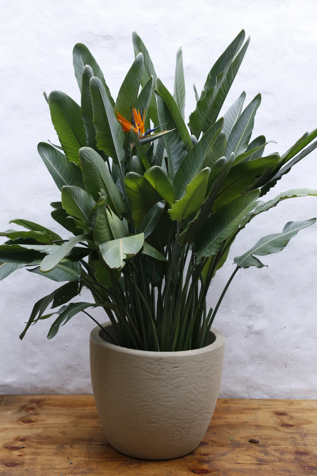 Vivero215.webp