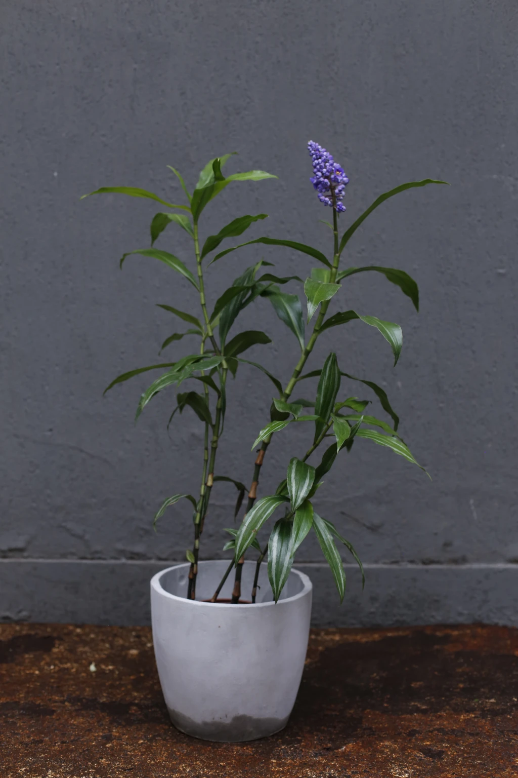 Vivero220.webp