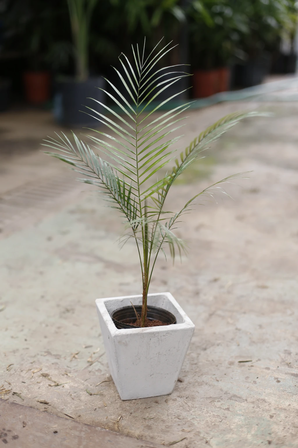 Vivero48.webp