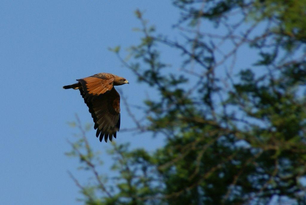 Para disfrutar el vuelo y sonido de los pájaros