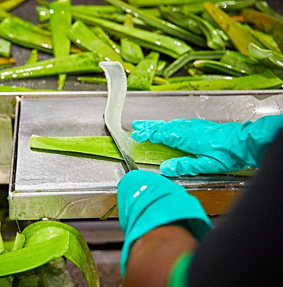 Los beneficios del aloe vera