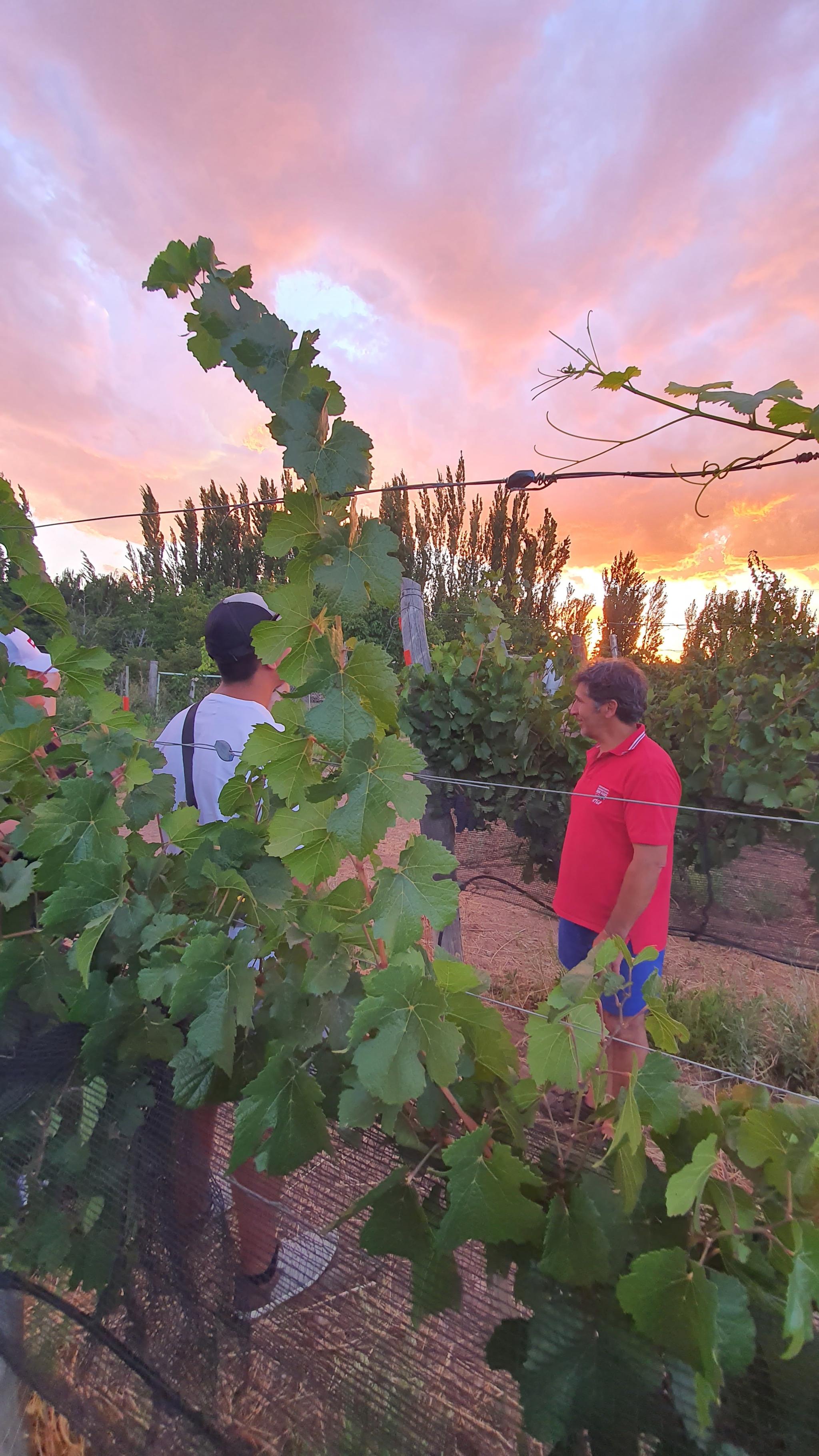 Vendimia de Otoño en Bodega Puerta Oeste
